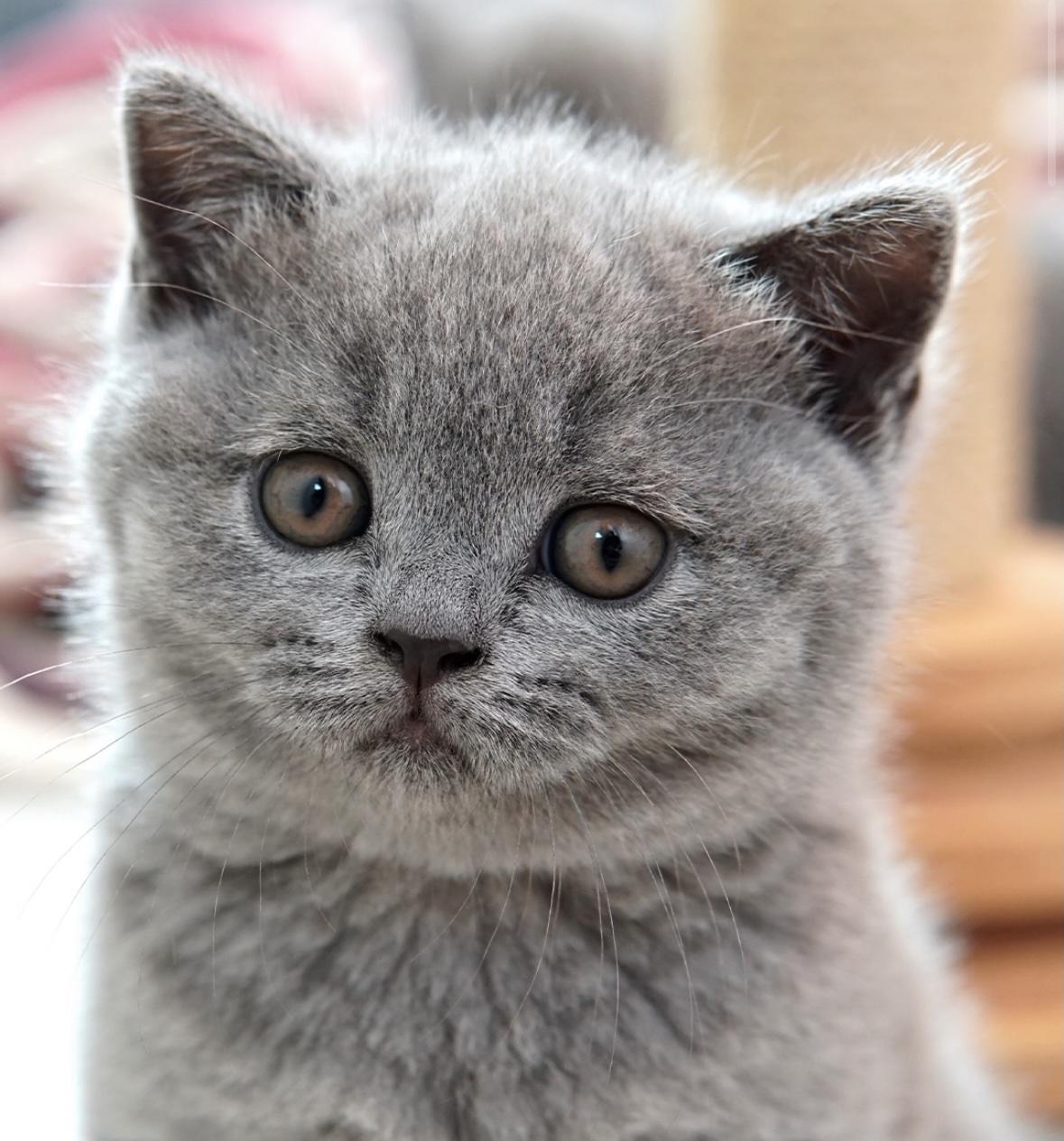 Fotografia de BRITISH VILLAGE MARGOT II, British Shorthair — filhote disponível para reserva