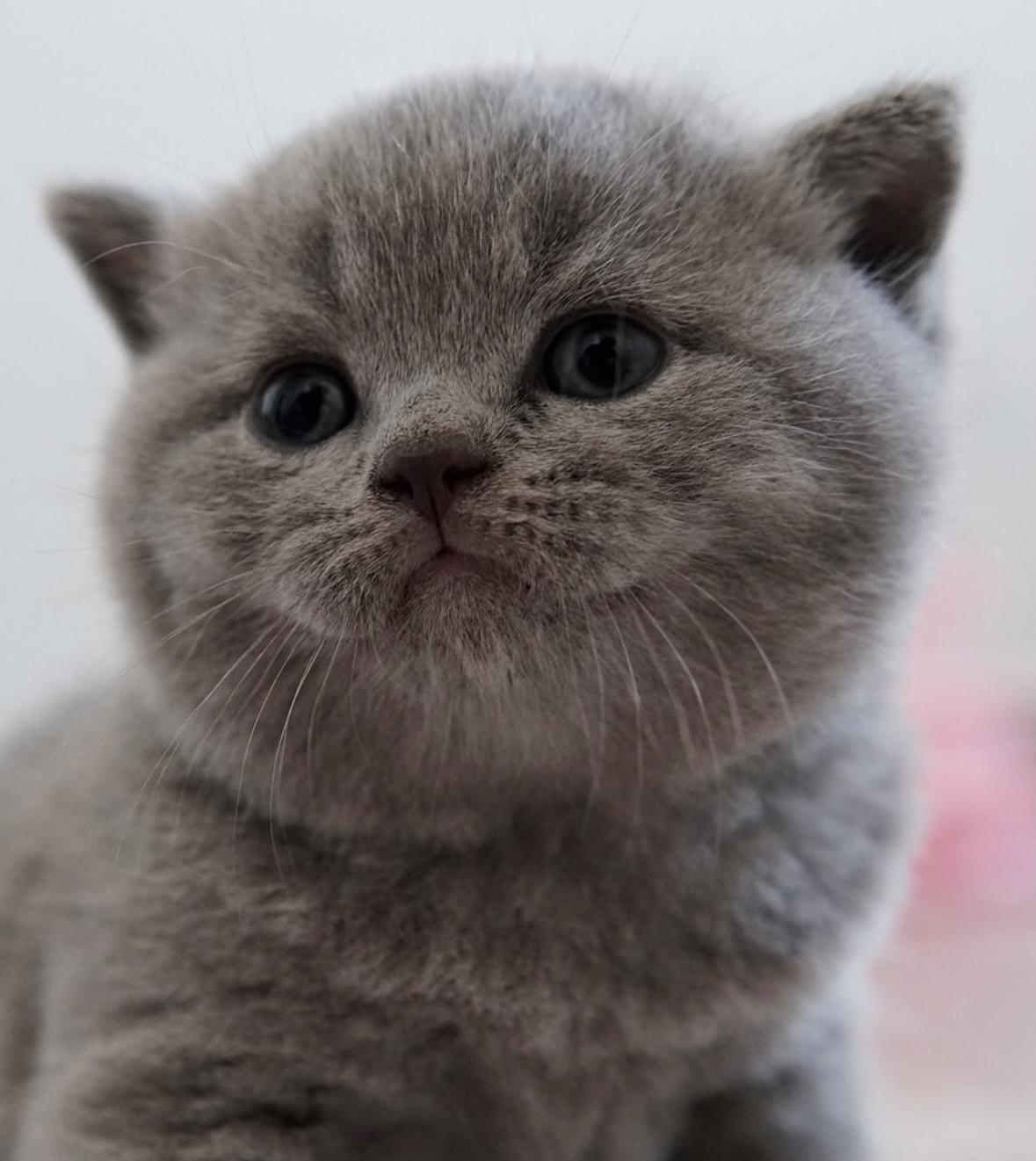 Fotografia de BRITISH VILLAGE NIGRO, British Shorthair — filhote disponível para reserva