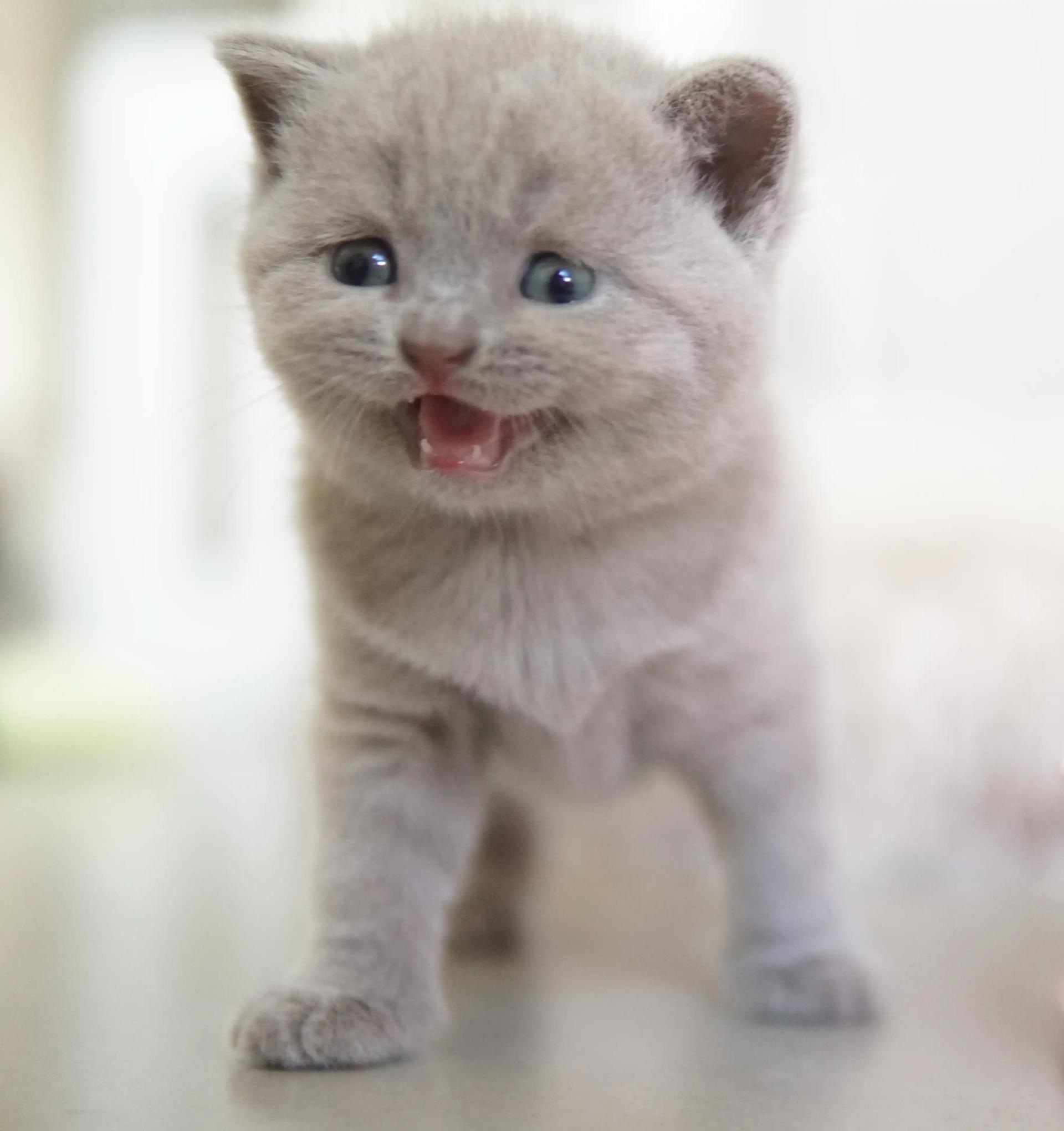 Fotografia de BRITISH VILLAGE DOM, British Shorthair — filhote disponível para reserva