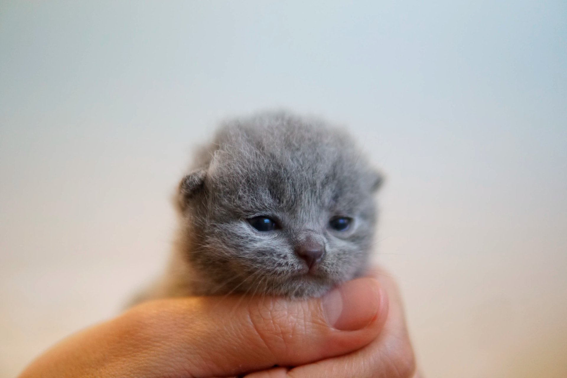 Fotografia de British Village Orféu, British Shorthair — filhote disponível para reserva