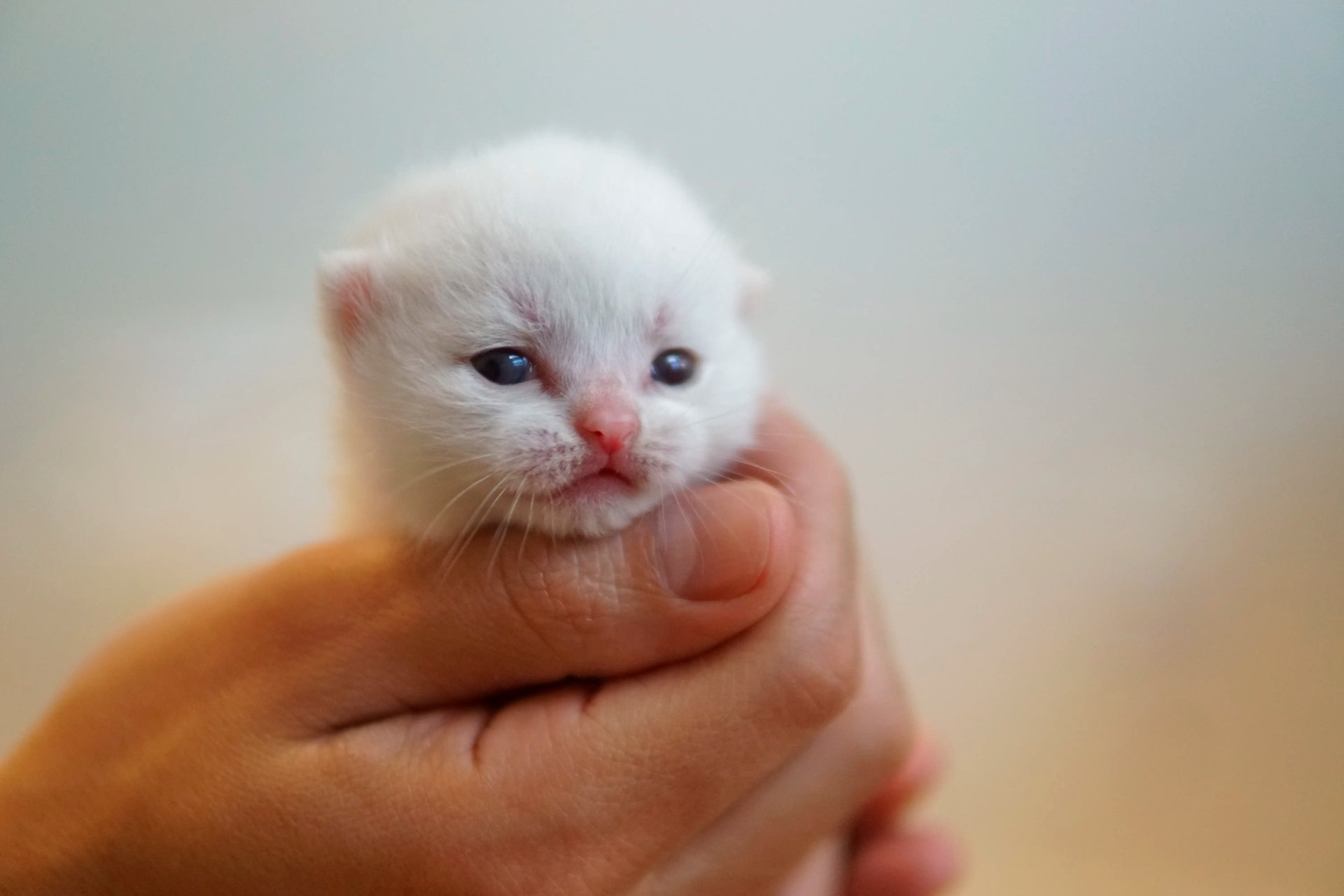 Fotografia de British Village Ozzy, British Shorthair — filhote disponível para reserva