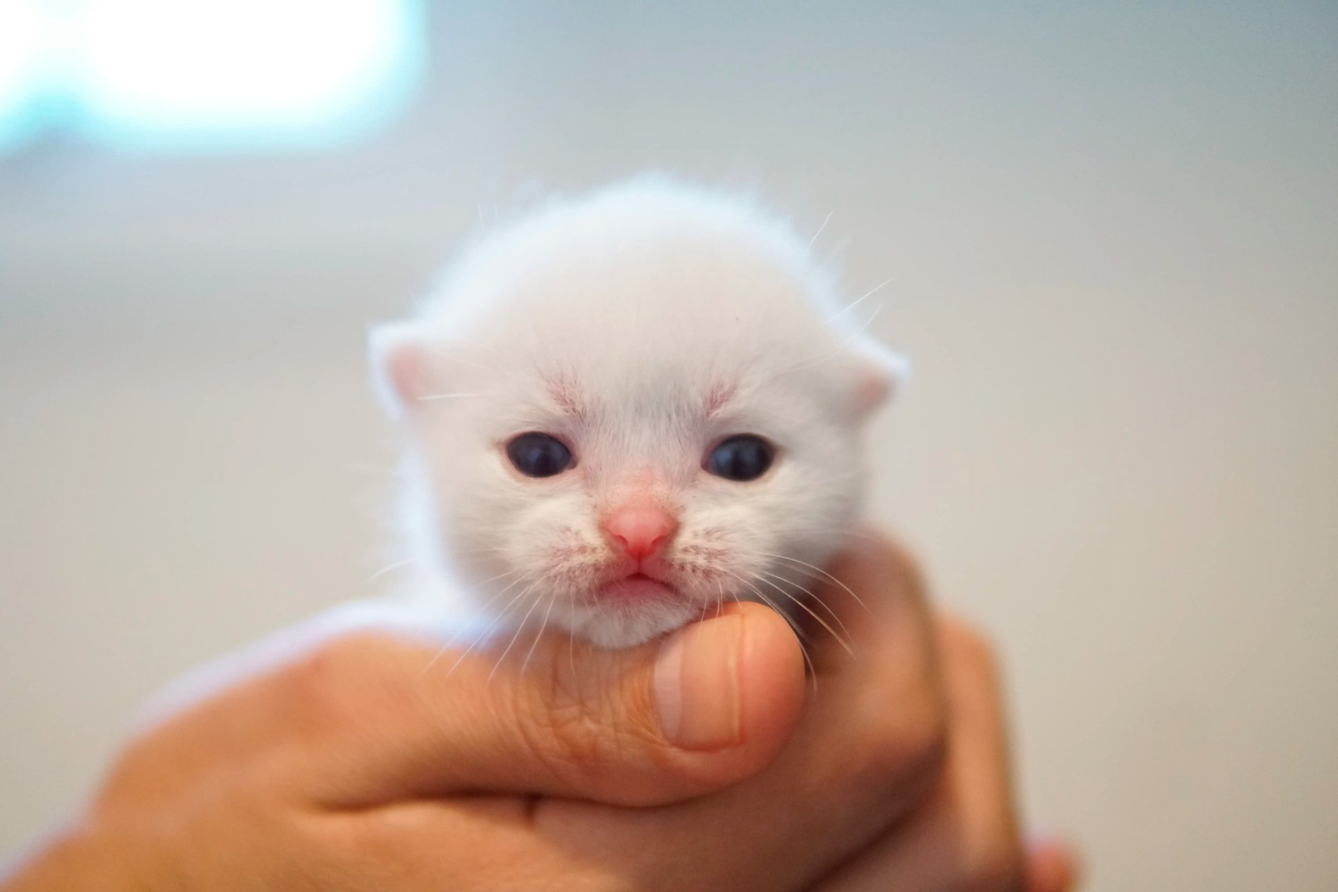 Fotografia de British Village Ollie, British Shorthair — filhote disponível para reserva